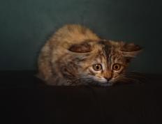 开云平台-一脚定乾坤，楚阿梅尼在F1年度争冠之夜的赛场统治力