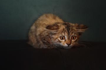 开云平台-一脚定乾坤，楚阿梅尼在F1年度争冠之夜的赛场统治力