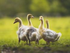 开云体育app-荣耀之夜，当F1年度争冠与莫兰特关键战共谱不手软的传奇