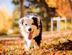 开云下载-封锁与突破，挪威阴影下，布鲁诺引领曼联英超争冠之路