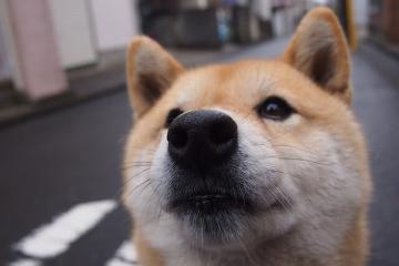 开云体育-东契奇连珠炮击溃防线，莫兰特加时赛一锤定音