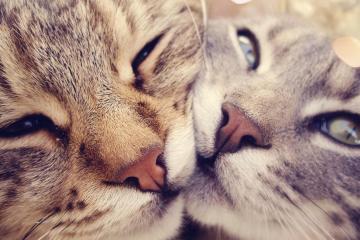 开云体育app-智利对阵瑞士，奥利维耶完成里程碑，书写个人传奇