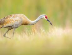 开云体育下载-奥运周期关键战焦点战，深圳队稳稳拿下国王背后，一场被重新定义的胜利