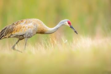 开云体育下载-奥运周期关键战焦点战，深圳队稳稳拿下国王背后，一场被重新定义的胜利