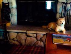 开云下载-速度与激情的双城记，F1街道赛焦点战与灰熊狂胜掘金的体育盛宴