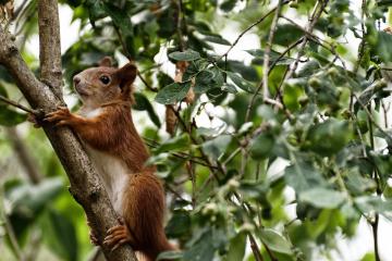 开云平台-坚韧与精准，伊萨克一击制胜，美国队踏平比利时晋级之路