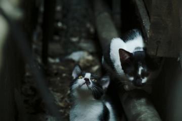 开云体育平台APP-冰与火之歌，坎特终场绝杀，冰岛改写北美冰球霸权叙事