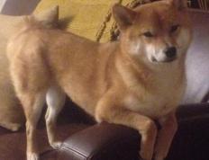 开云体育下载-团队足球的胜利，当摩洛哥的坎特节奏，击碎了巴西的巨星拼图