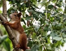开云体育中国-巴尔韦德救赎之夜，尼斯惊险击败葡萄牙，战术大师重获新生