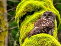 开云平台-库里致命三分+10分逆转！老鹰队惨遭掘金史诗级翻盘背后，是巨星与本能的终极对话