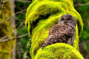 开云平台-库里致命三分+10分逆转！老鹰队惨遭掘金史诗级翻盘背后，是巨星与本能的终极对话