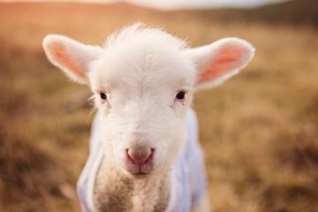 开云体育下载-双星辉映，西甲国家德比之夜与哈利伯顿的篮球魔术