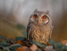 开云体育APP下载-极速与绿茵的交响，当F1揭幕战遇见曼联攻克法兰西