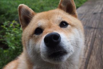 开云平台-雷恩北欧风暴眼，富安健洋用钢铁防线书写亚洲后卫新纪元