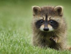 开云官网-体育奇迹的双重奏，几内亚足球冷门与坎特NBA总决赛的王者时刻