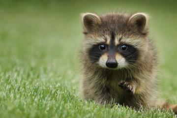 开云官网-体育奇迹的双重奏，几内亚足球冷门与坎特NBA总决赛的王者时刻