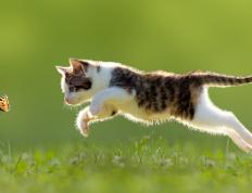 开云体育中国-欧冠之夜诠释王者风范，哈兰德表现堪称教科书级