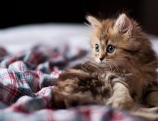 开云体育在线-全球排名的暗战，塔图姆在费城与孟菲斯的血火淬炼中定义自己