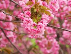 开云体育APP下载-雷霆血拼步行者，英格拉姆如F1冠军般接管赛场