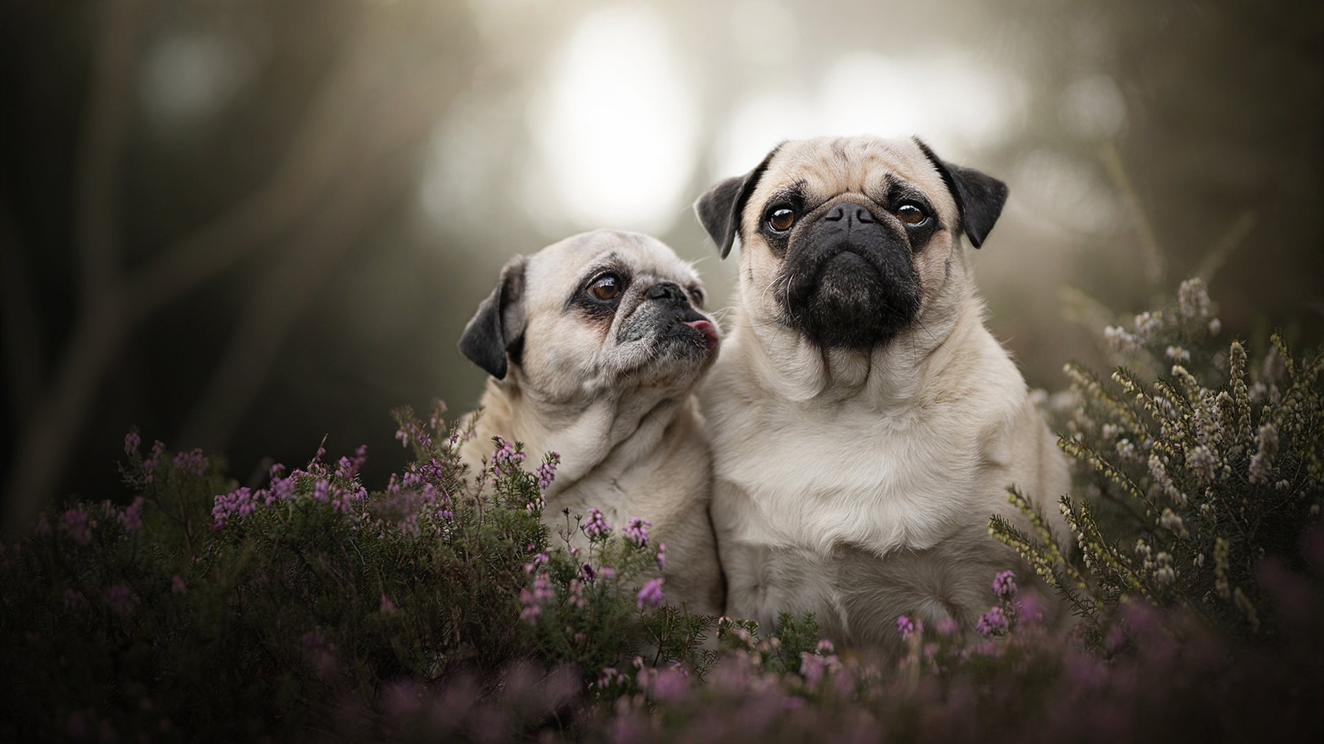 开云体育登录-尼克斯稳扎稳打击败凯尔特人，马克西持续输出锁定胜局