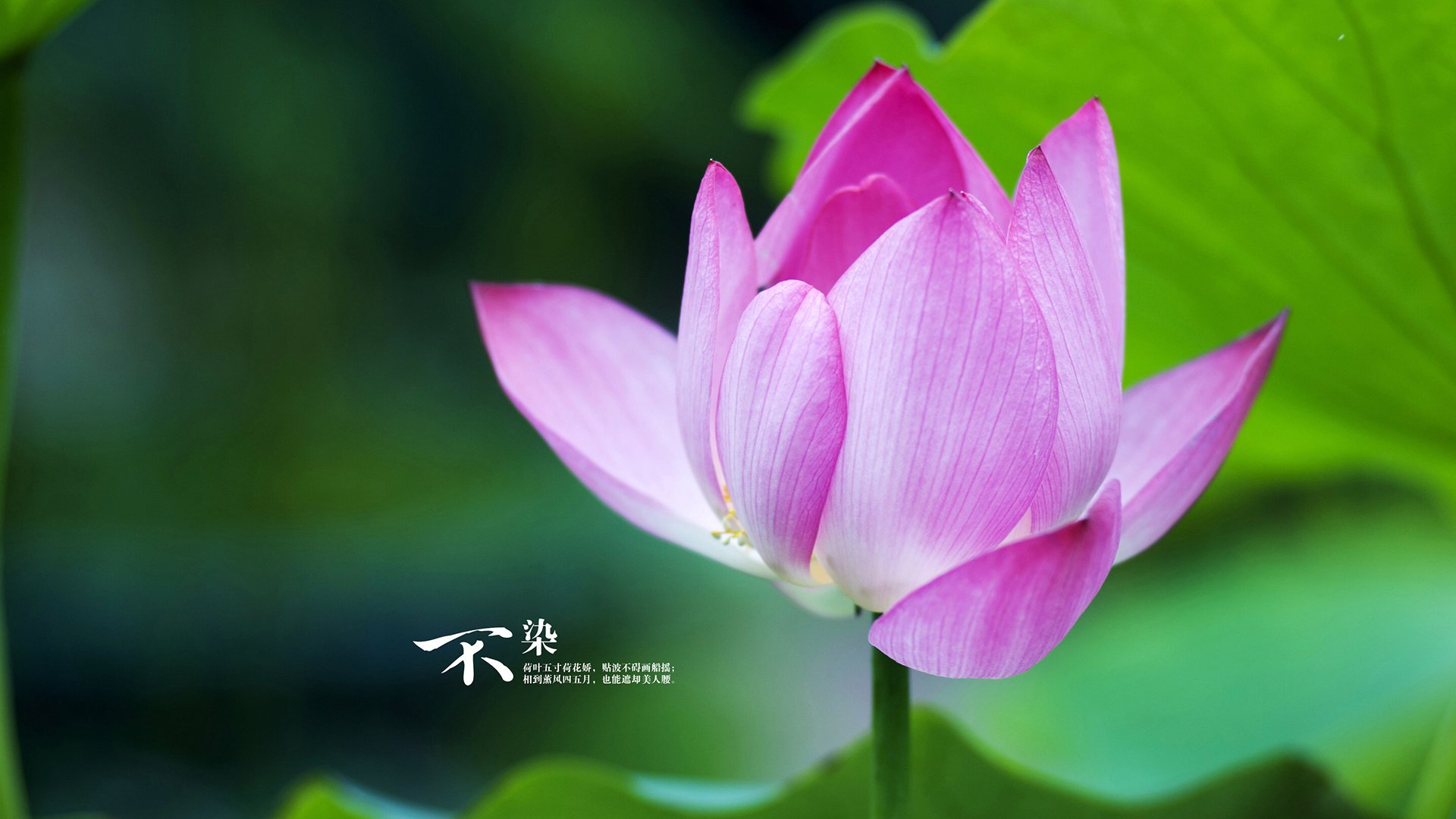 开云体育-战术铁幕与孤星闪耀，从深圳对奇才的压制到爱德华兹的生死接管