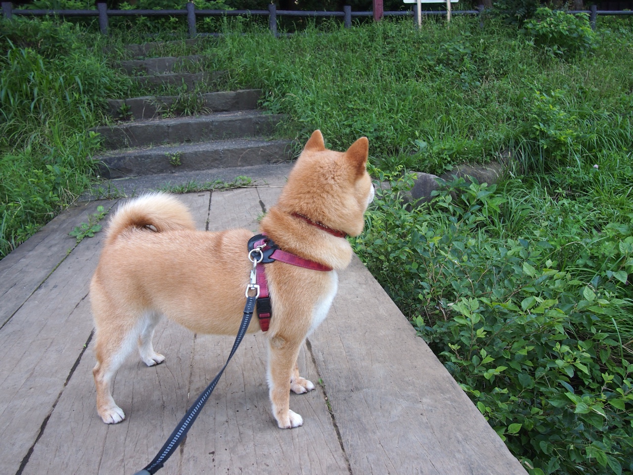 开云体育官方网站-跨越半球的横扫,当掘金降维打击辽宁,米切尔如何成为终极答案?