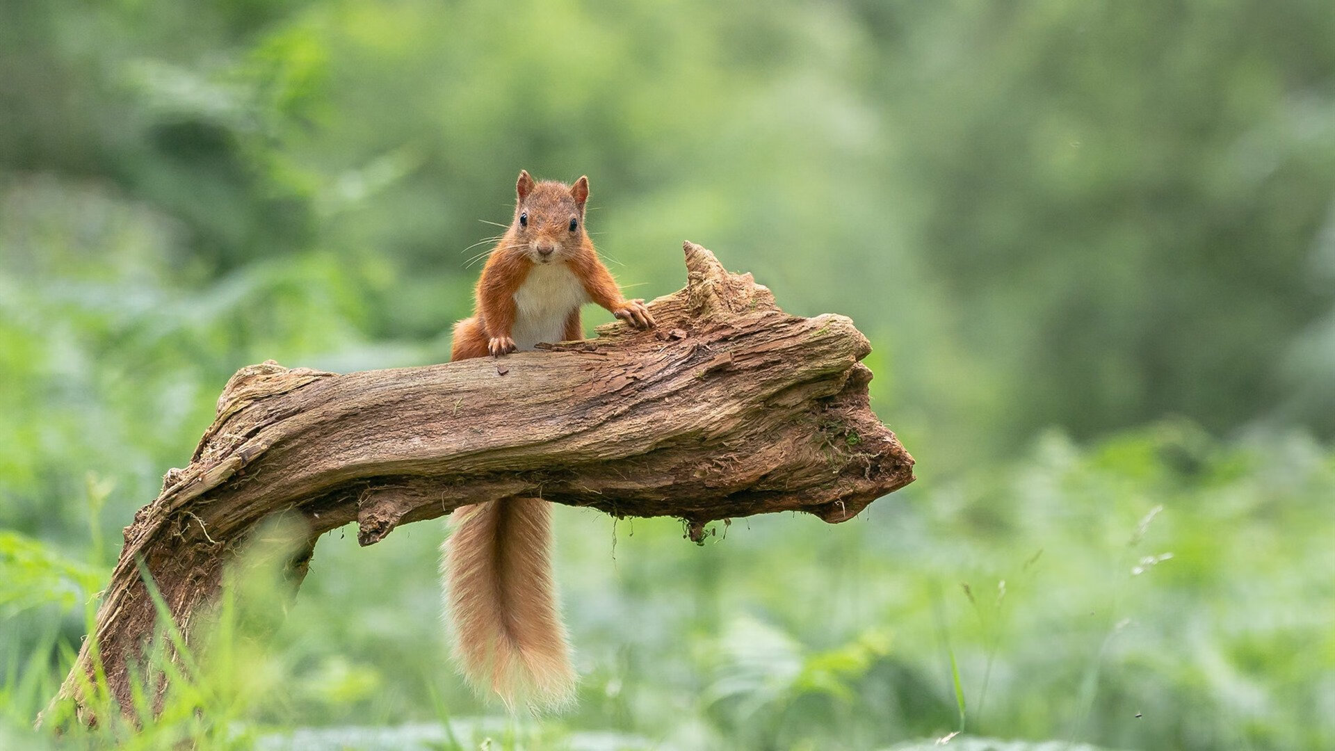 开云体育中国-当北京铁壁缠住迈阿密烈焰，利拉德用一秒钟撕碎时空