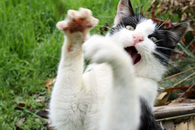 开云体育下载-篮球风暴,东契奇爆发引领NBA狂潮,吉林队强势晋级CBA季后赛,尼克斯陷入反思