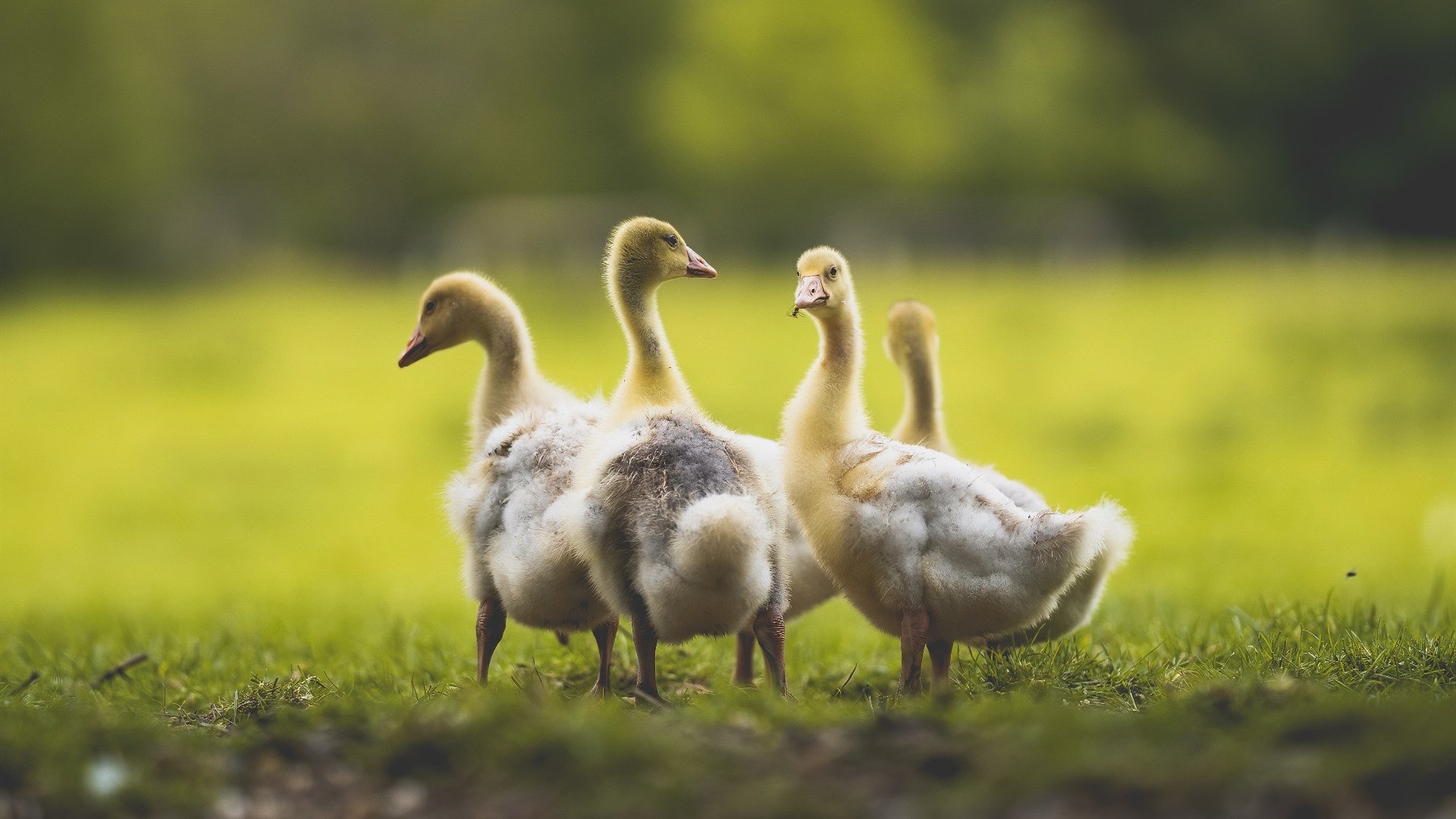 开云体育app-荣耀之夜，当F1年度争冠与莫兰特关键战共谱不手软的传奇