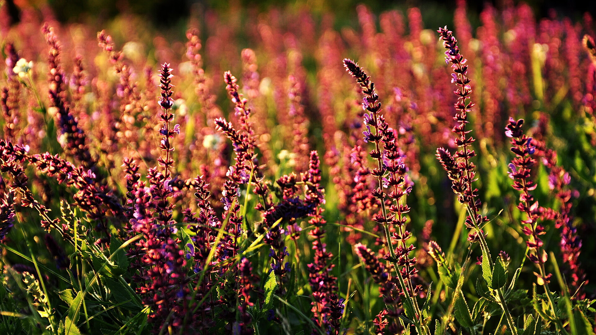 开云体育app-荣耀之夜，当F1年度争冠与莫兰特关键战共谱不手软的传奇