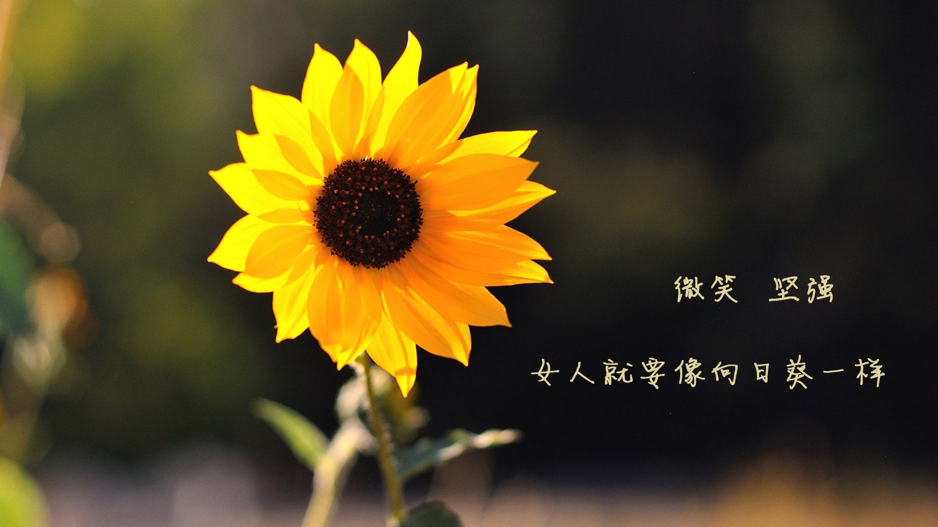 开云平台-铁闸的怒吼，富安健洋一锤定音，乌拉圭让尤文梦碎决胜局