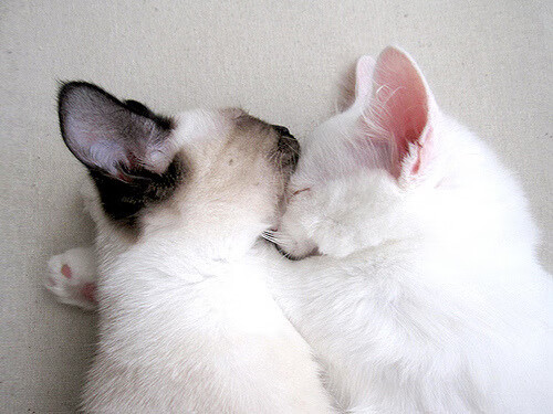 开云平台-篮网稳守东部席位，哈利伯顿潜在关键先生价值凸显