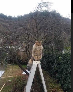 开云平台-无名者之光—比利亚雷亚尔的胜利与赖斯的重压蜕变