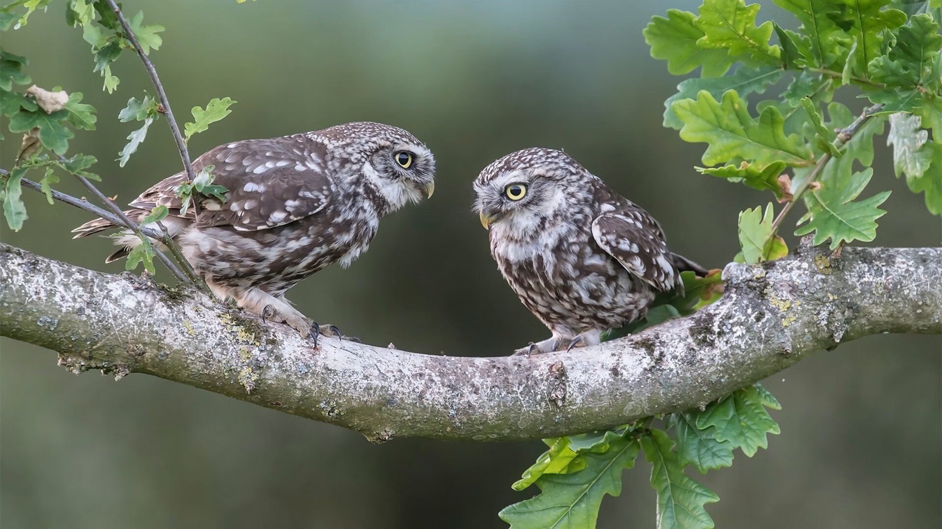 开云体育官方网站-赛场双星,猛龙终结勇士悬念,库里世界杯闪耀美加墨