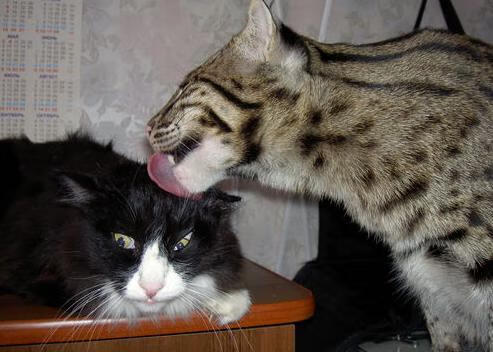 开云官网-欧冠之夜,伊布如鼓手引领节奏