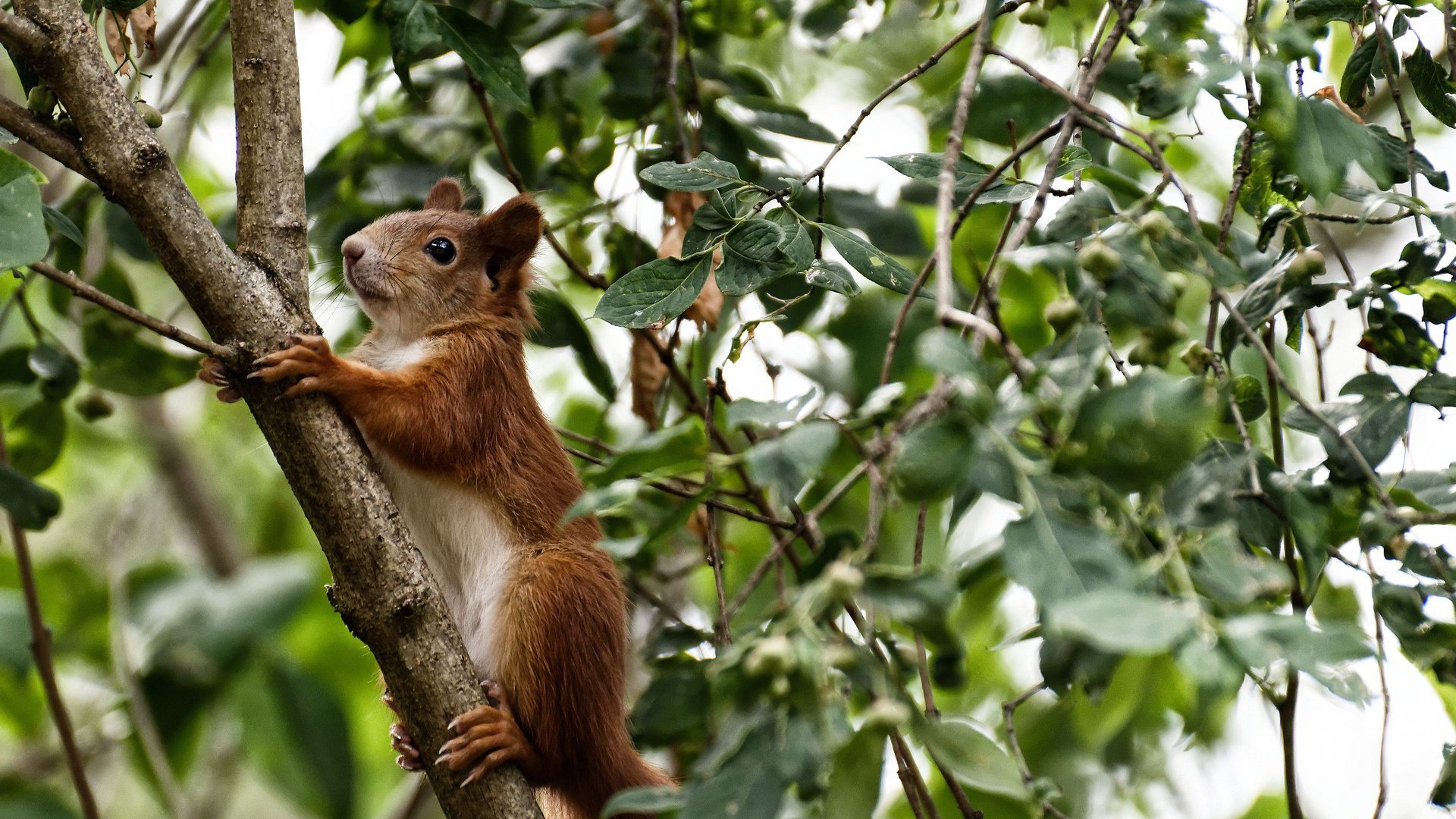 开云平台-坚韧与精准，伊萨克一击制胜，美国队踏平比利时晋级之路