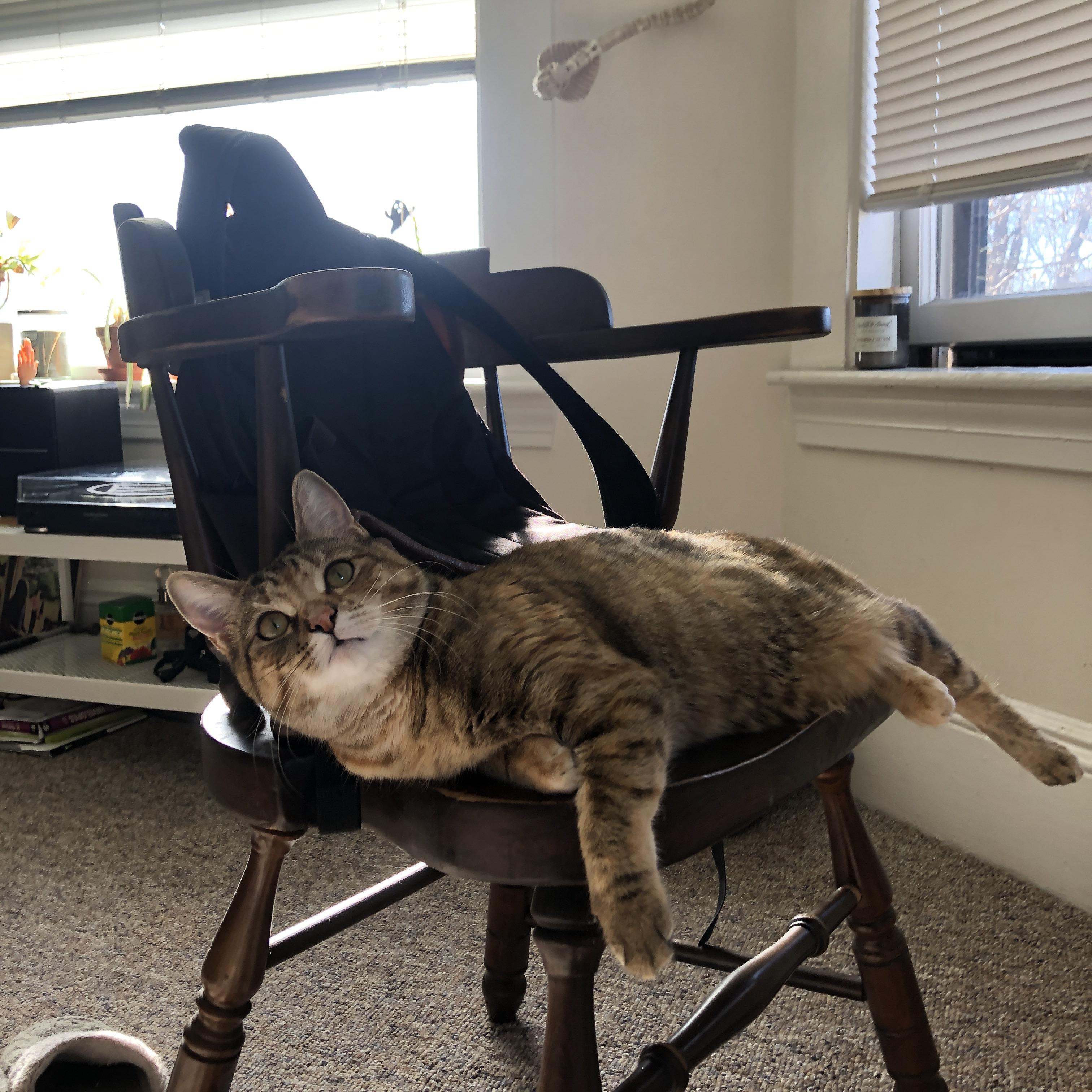 开云下载-极速与王朝，当F1引擎在巴林咆哮，老鹰的羽翼遮蔽了圣安东尼奥的天空