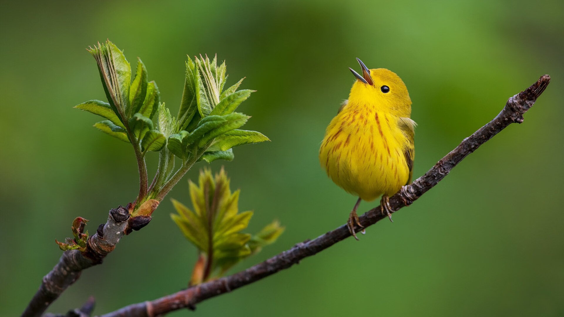 开云体育平台APP-淬火之战，当团队火力遇见孤胆英雄，福克斯如何一剑封喉