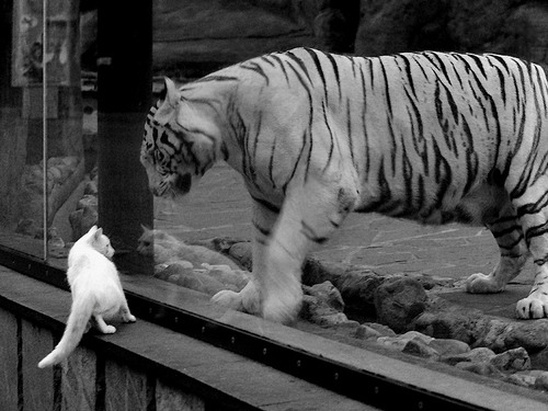 开云APP-东方试金石与西岸新王,当湖人遇见深圳,拉梅洛·鲍尔的杀伤美学