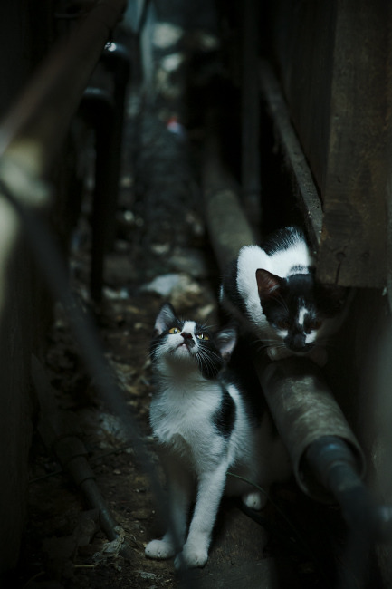 开云体育平台APP-冰与火之歌，坎特终场绝杀，冰岛改写北美冰球霸权叙事