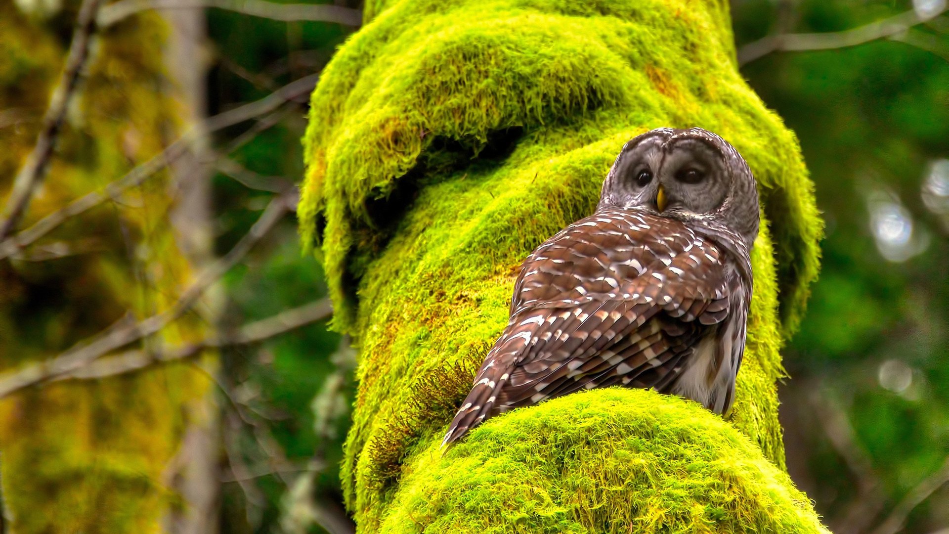 开云官网-福登教科书级表演，毕尔巴鄂对决威尔士成经典