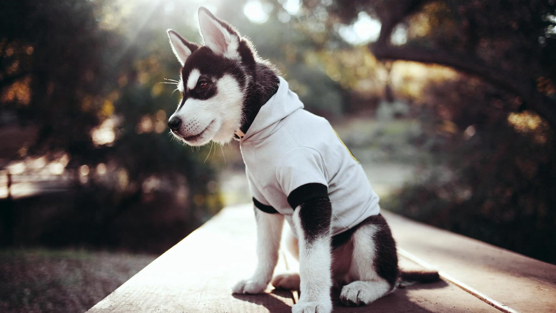 开云APP-绿茵场与速度殿堂的双重奏，贝蒂斯碾压安哥拉展雄风，凯塞多F1夺冠战接管赛道铸传奇