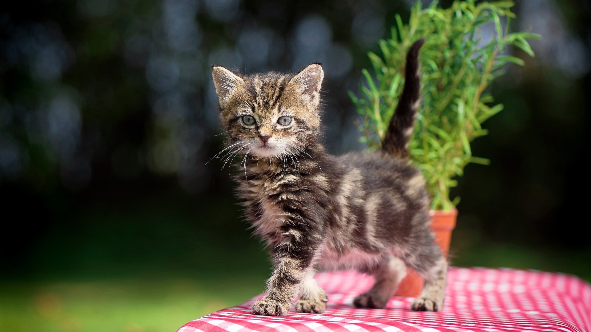 开云APP-莱奥圣西罗持续制造致命杀伤,利物浦爆冷德国战车终显裂痕