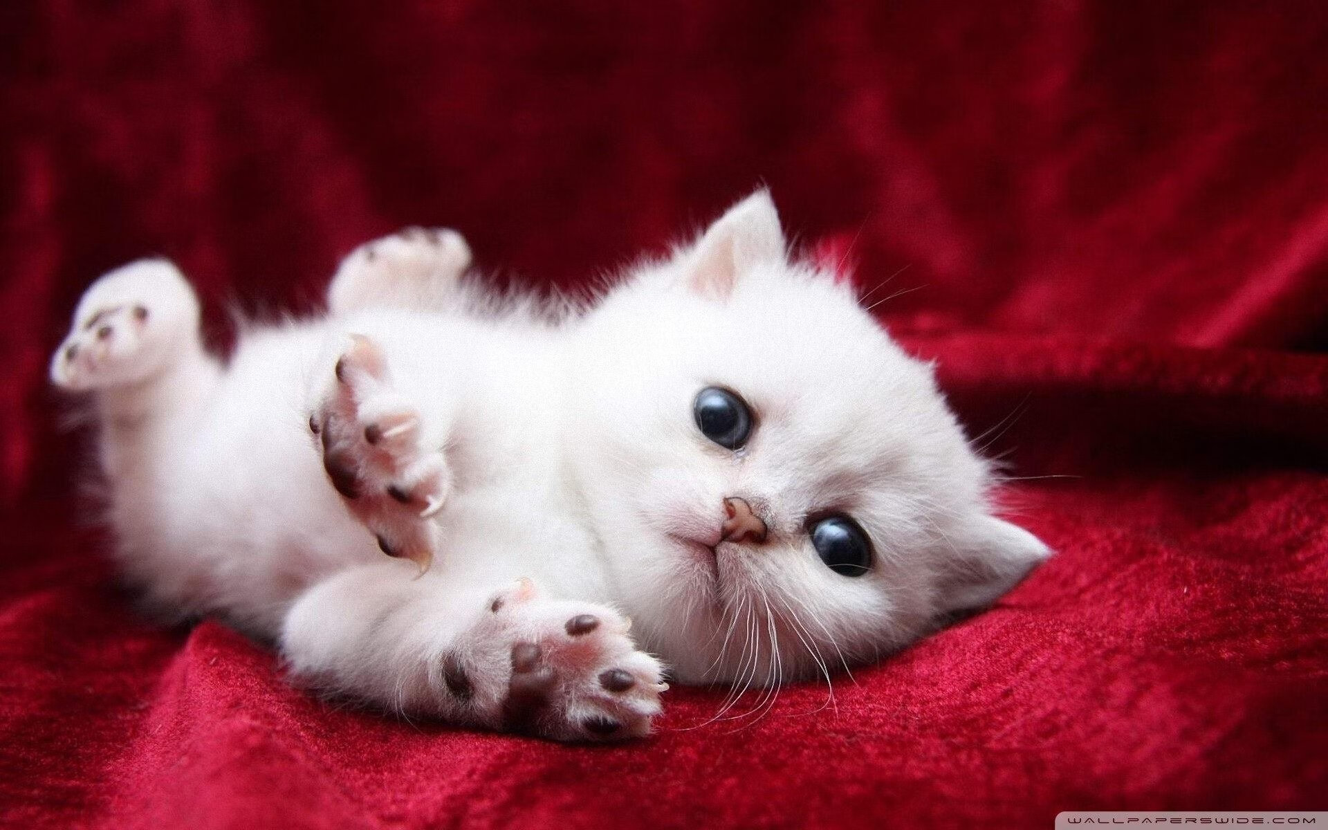 开云体育官方网站-铁血防守锁热火,武切维奇一球定江山