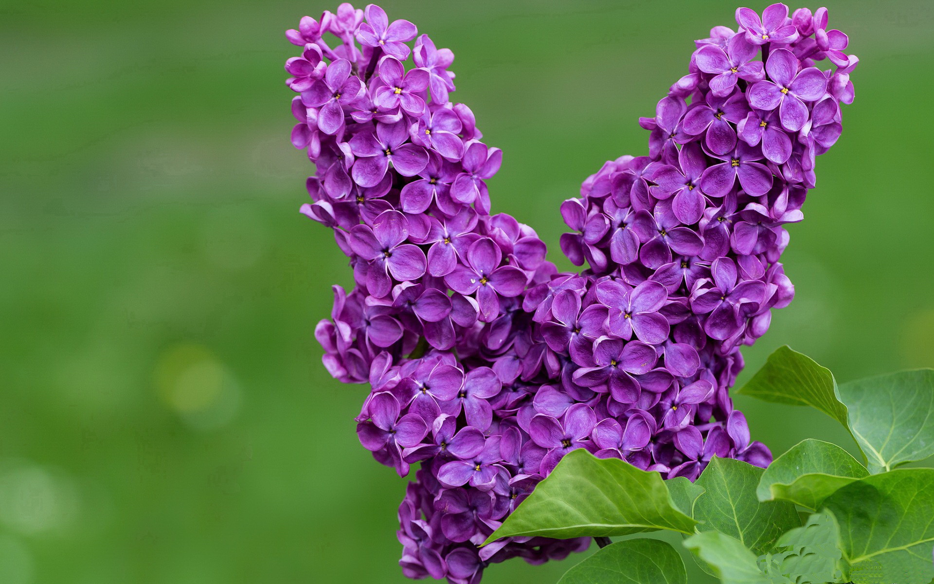 开云官网-战术铁幕，三笘薰攻防两端的统治艺术与塞内加尔的战术压制