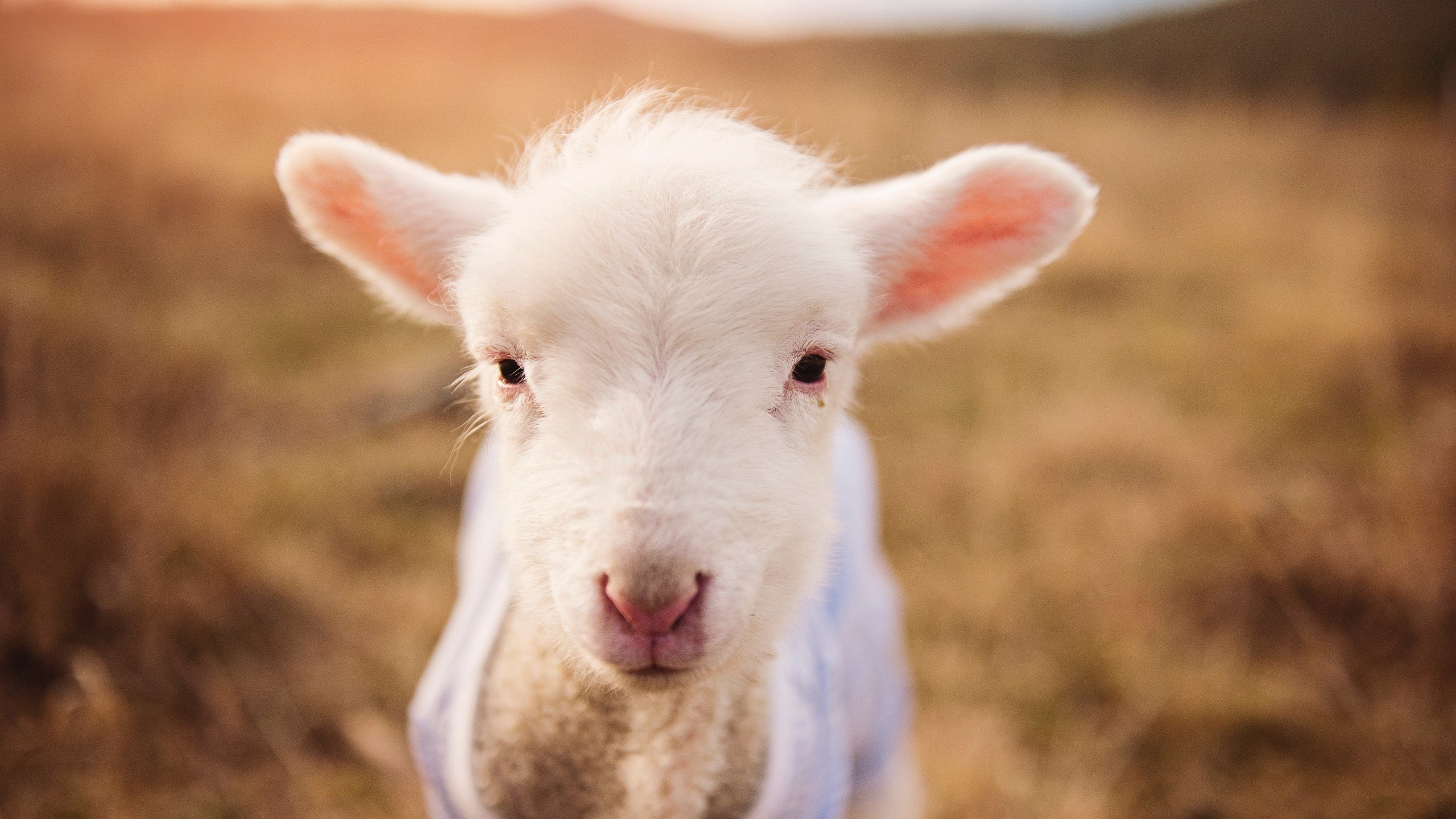 开云体育下载-双星辉映，西甲国家德比之夜与哈利伯顿的篮球魔术