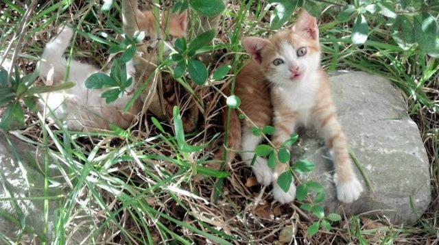 开云体育app-技术革命！帕尔默如棋手掌控全局，皇家社会客场带走国际米兰