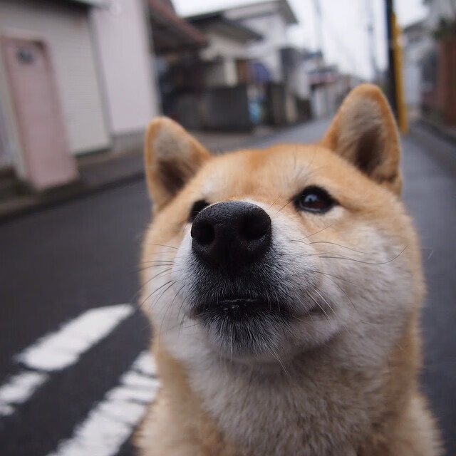 开云体育中国-巨人觉醒！戈贝尔彻底打爆防线助新疆队斩落北境之王