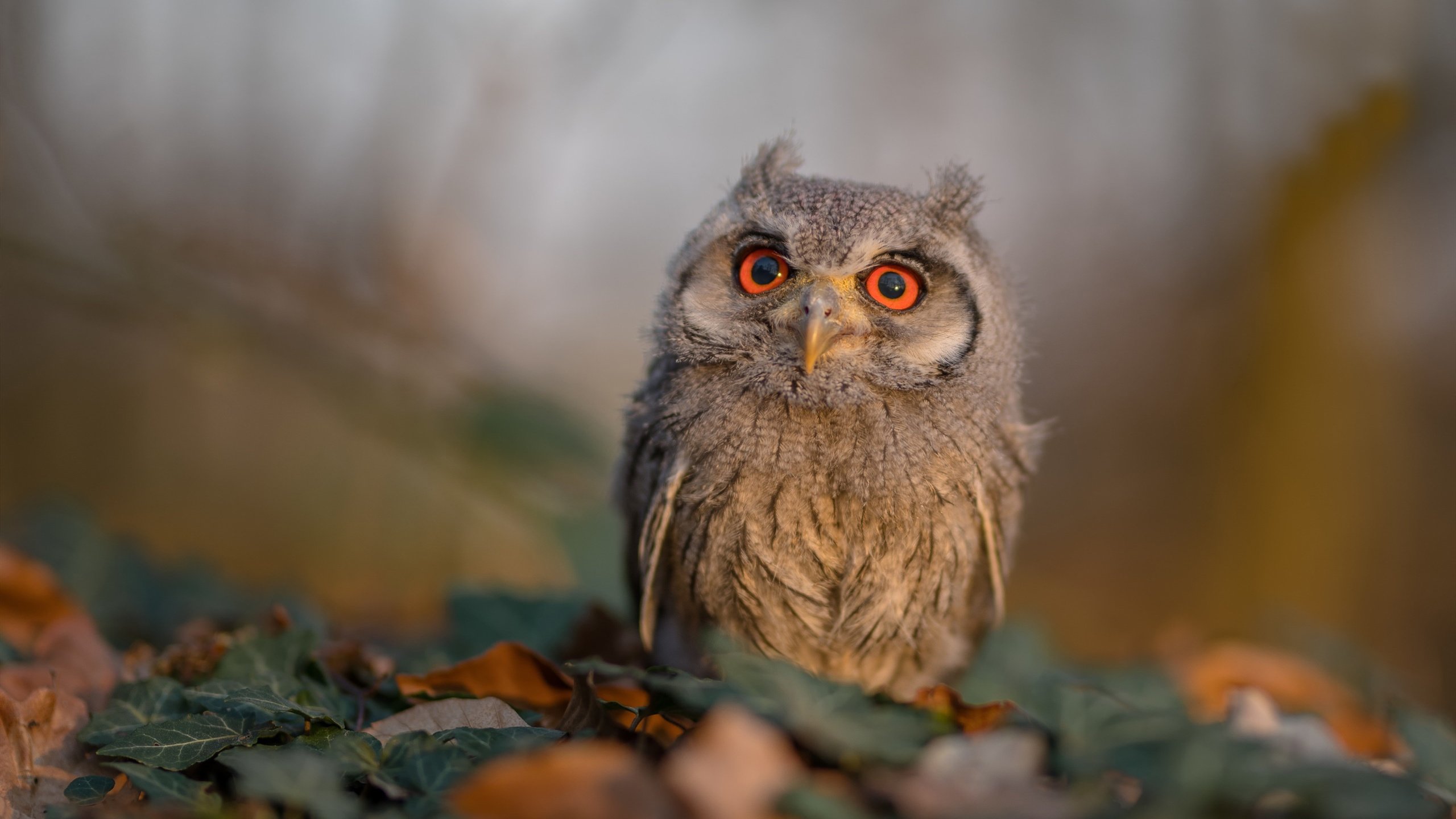 开云体育APP下载-极速与绿茵的交响,当F1揭幕战遇见曼联攻克法兰西