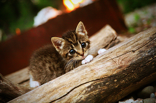 开云体育中国-凤凰涅槃，太阳争冠战胜出奇才，詹姆斯加冕关键先生